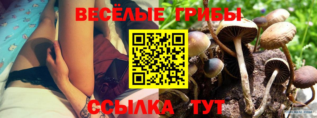 Галлюциногенные грибы Psilocybe  Галлюциногенные грибы ЛСД  где купить наркоту  Дальнереченск  Вход с VPN 